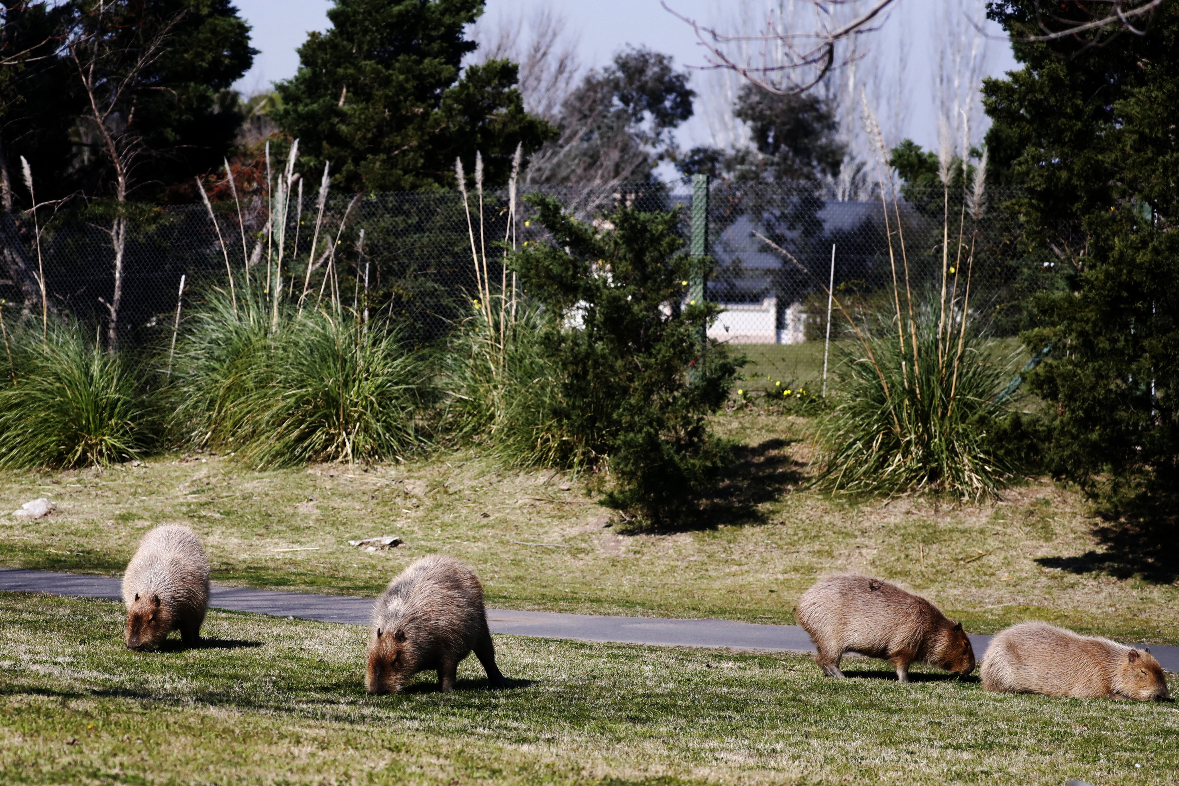 In Argentina, giant rodents vie with the rich for top real estate