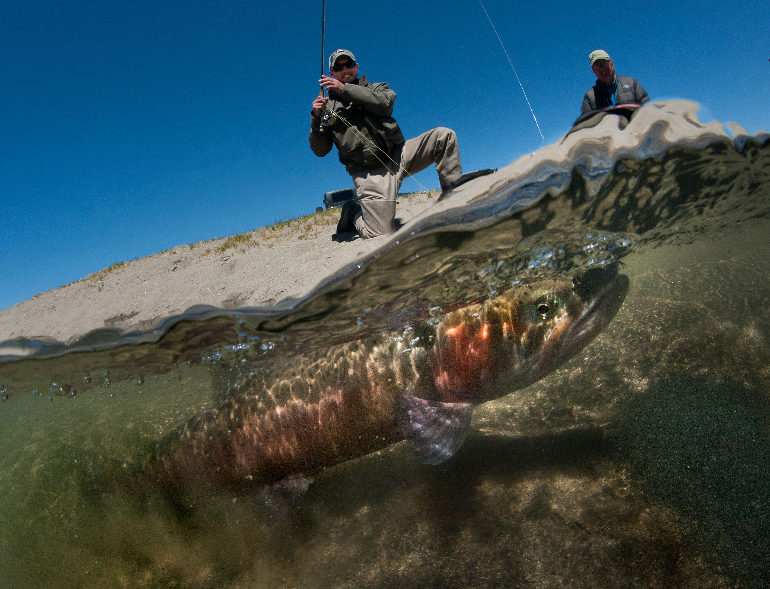 Big trout makes a comeback from near extinction