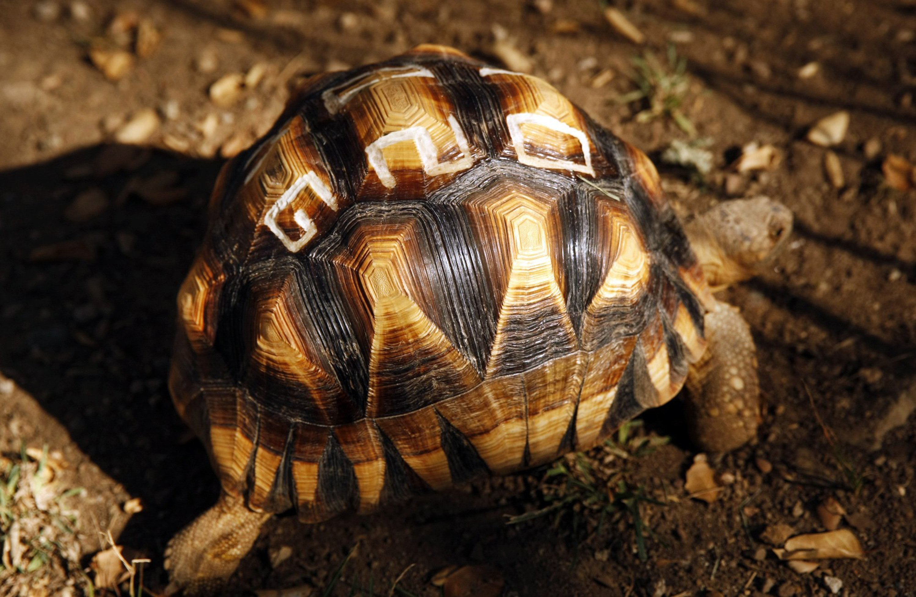Carving codes on the shells of turtles and tortoises to protect them