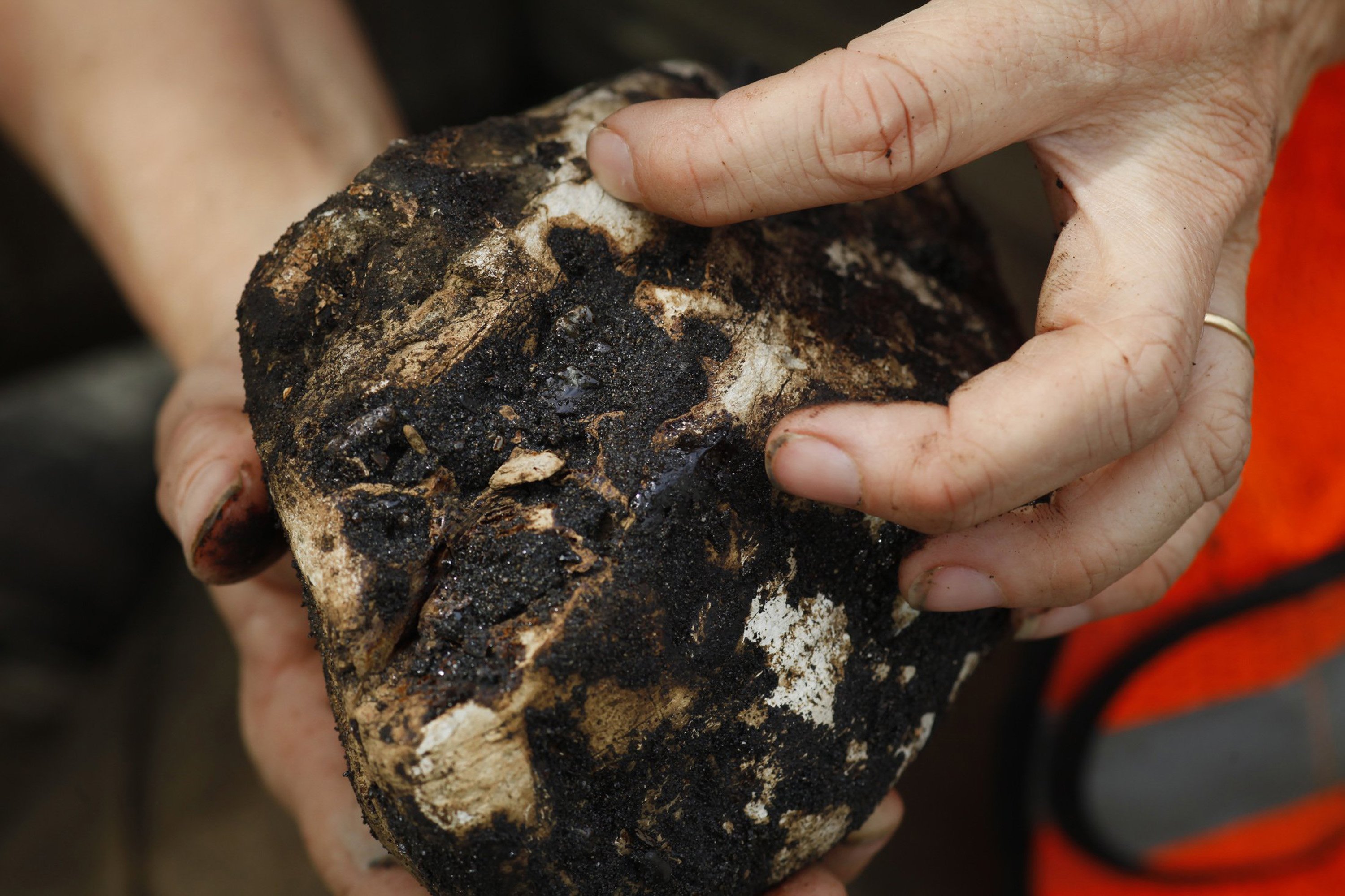 Grand Canyon'S Hidden Fossils: Fossil Hunters' Astonishing Unearthing! - oiylwan