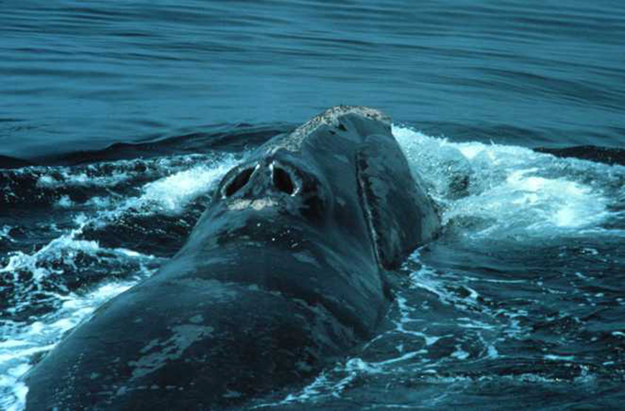 Scientists select satellite for right whale count