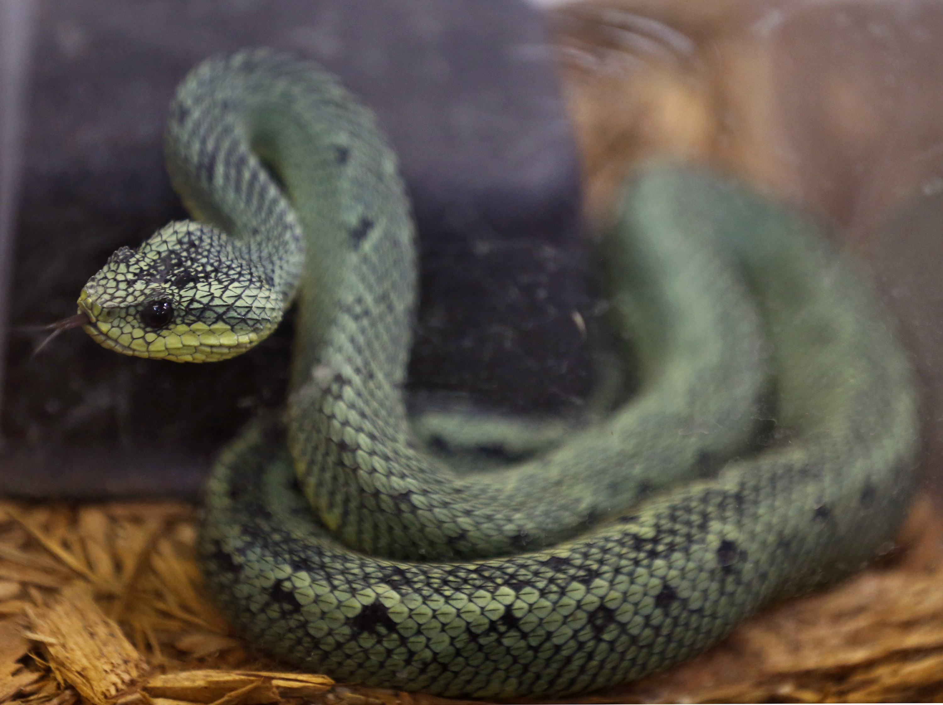 Snakebite? Call the Dallas Zoo