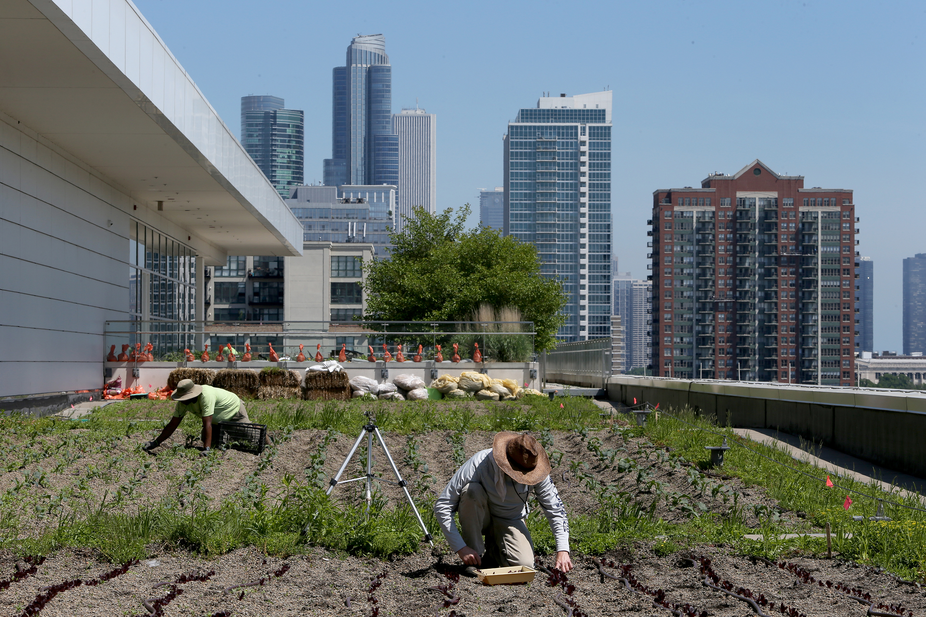 Rooftop views are growing more green as crops sprout up high