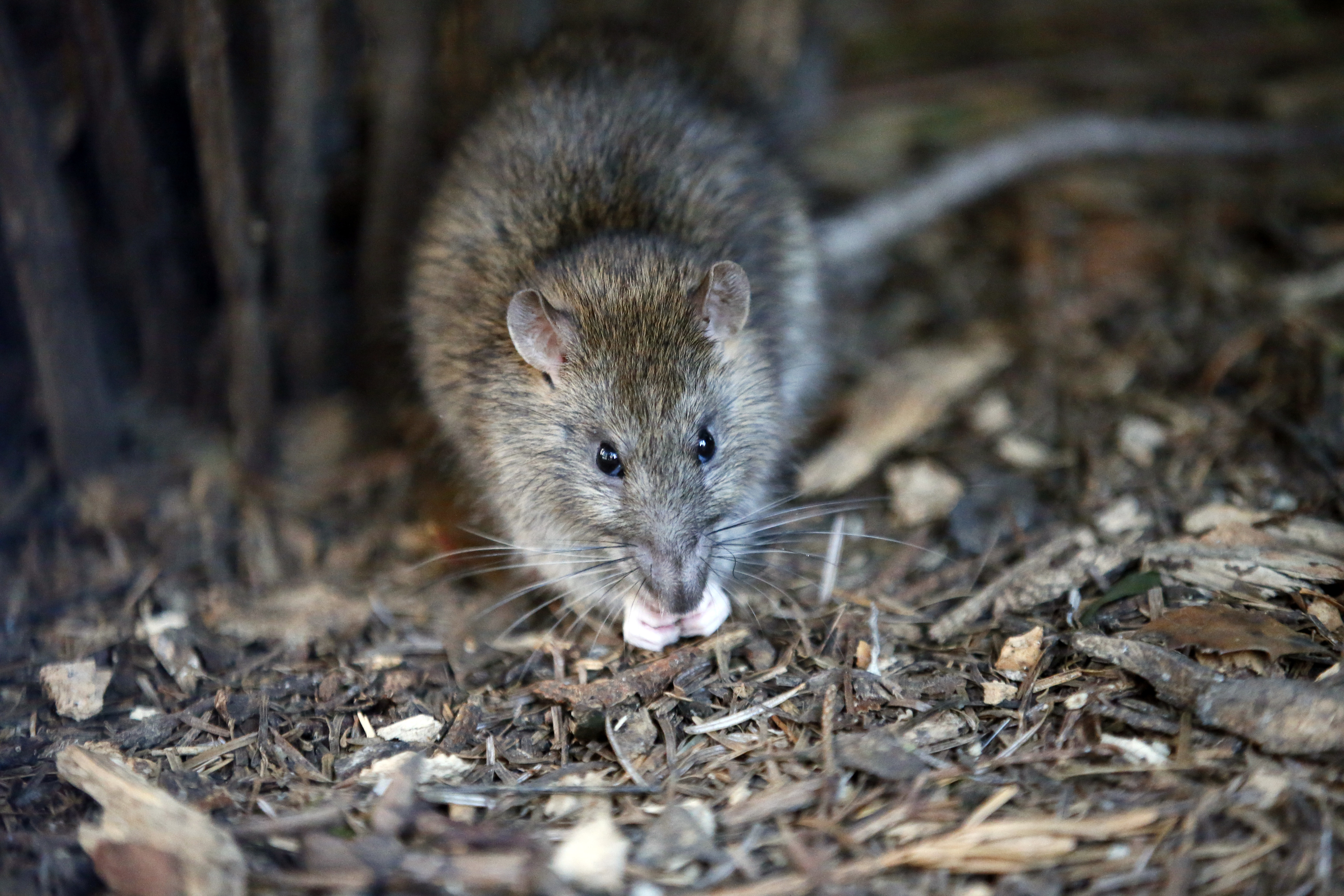 Larousse Rats Paris fights back against rats