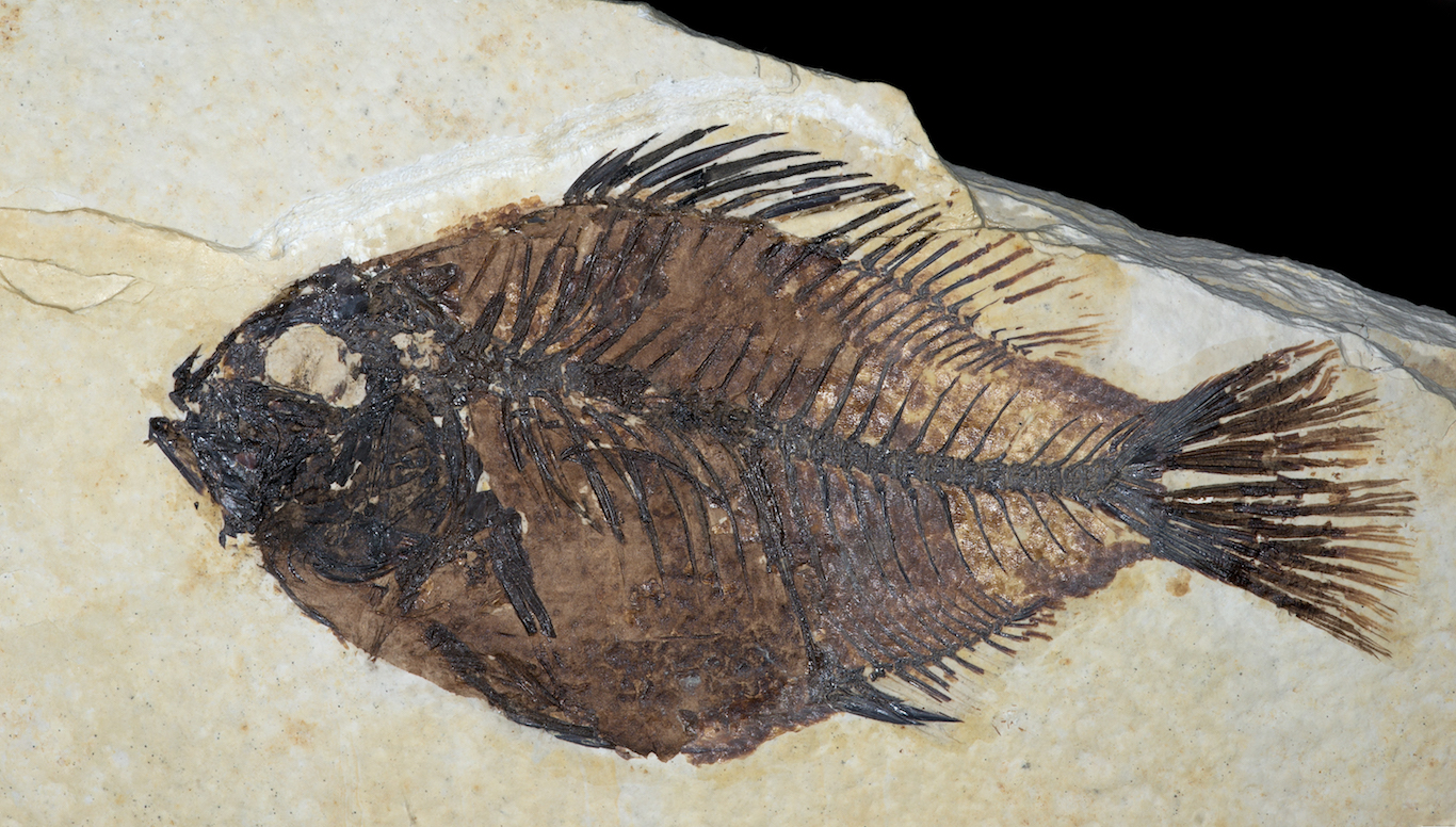 Earth's Systems: What are fossils?