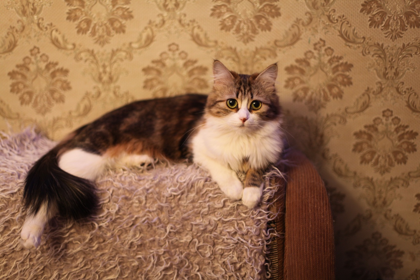 Big Questions Why don’t cats wear shoes?