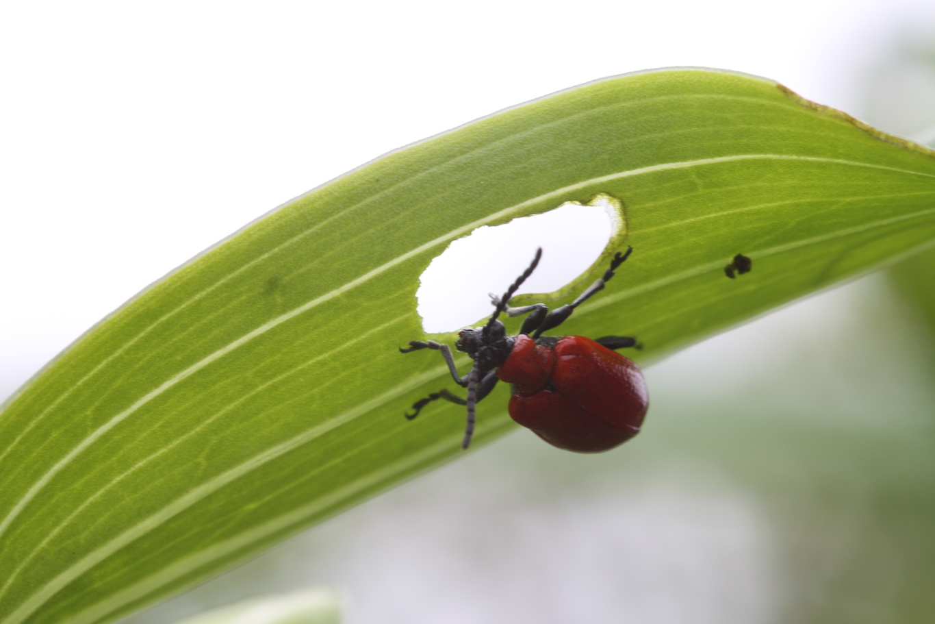 Big Questions Can plants feel pain?