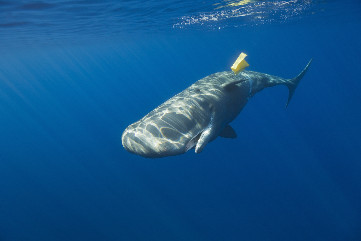 Plastics found in stomachs of deepest sea creatures