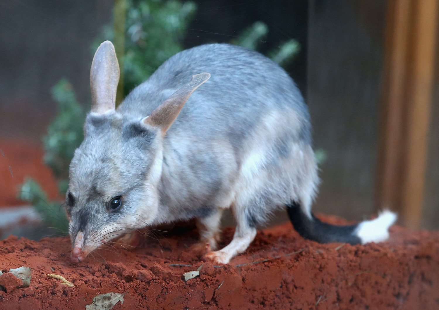 Aboriginal rangers in Australia work to protect bilby from going extinct