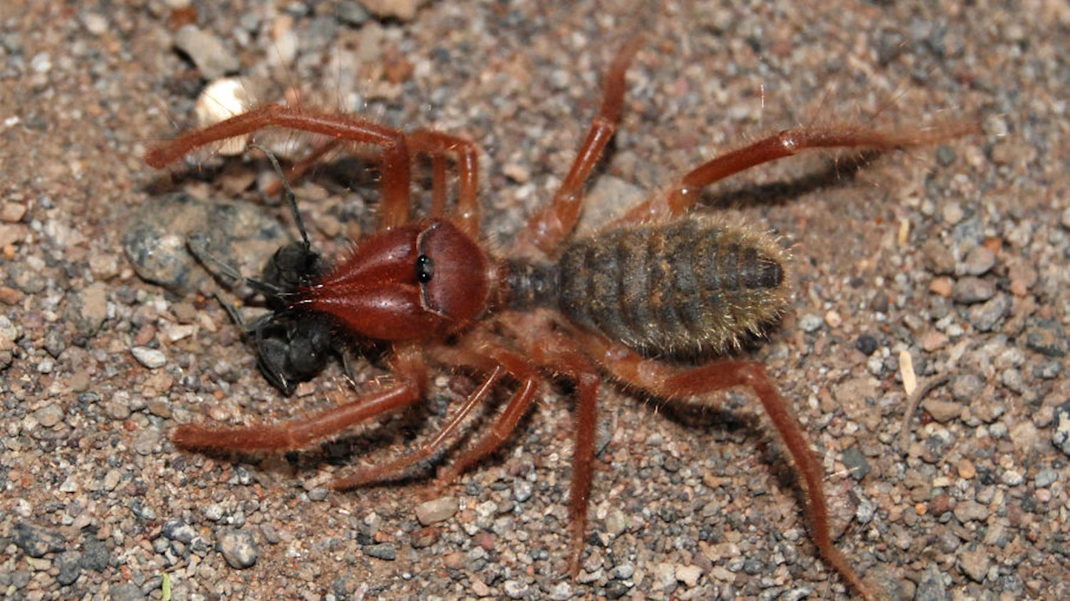 Creepy, crawly camel spiders are angry but harmless — and fast!