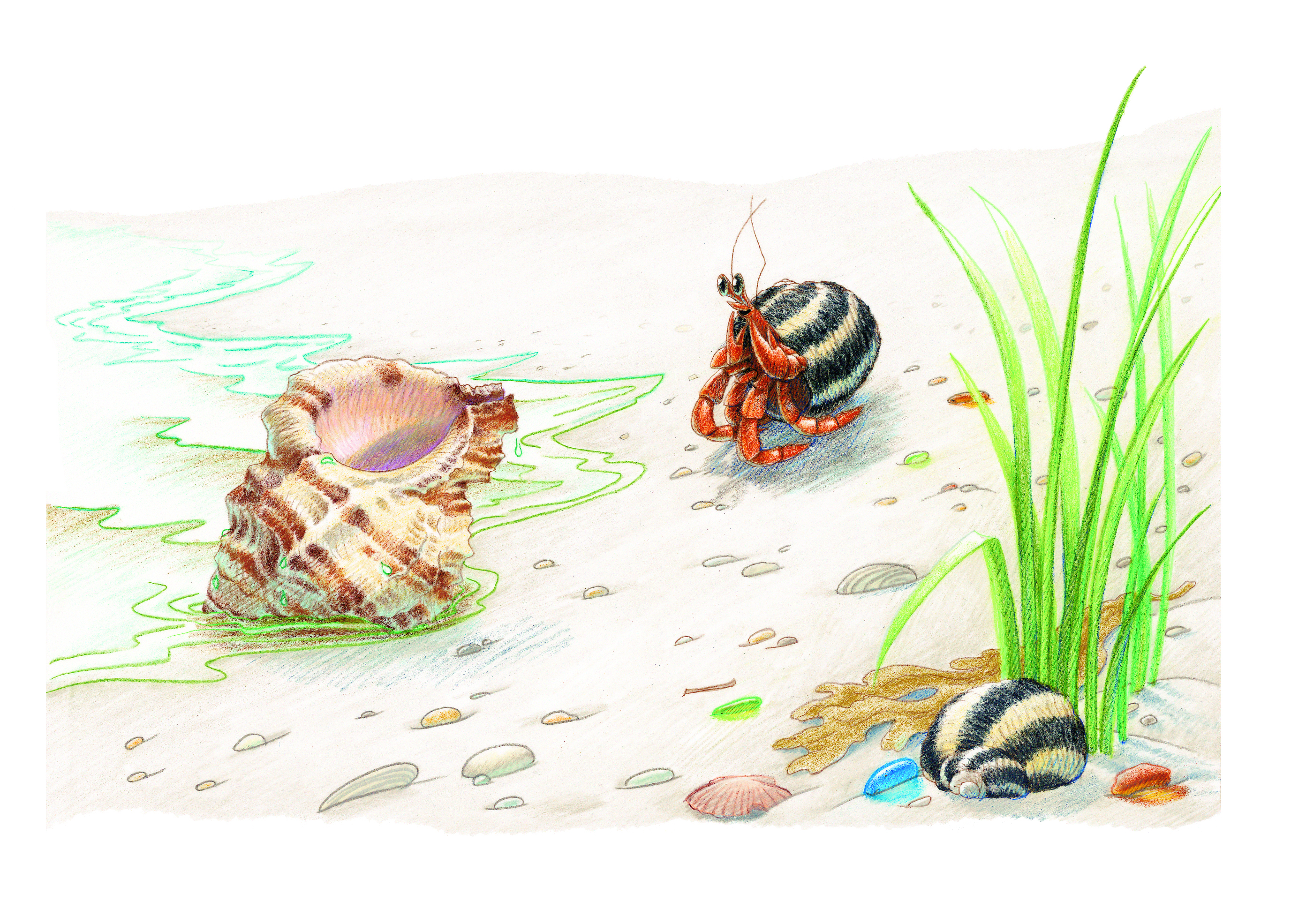 Ela Shell Hermia’s Shell