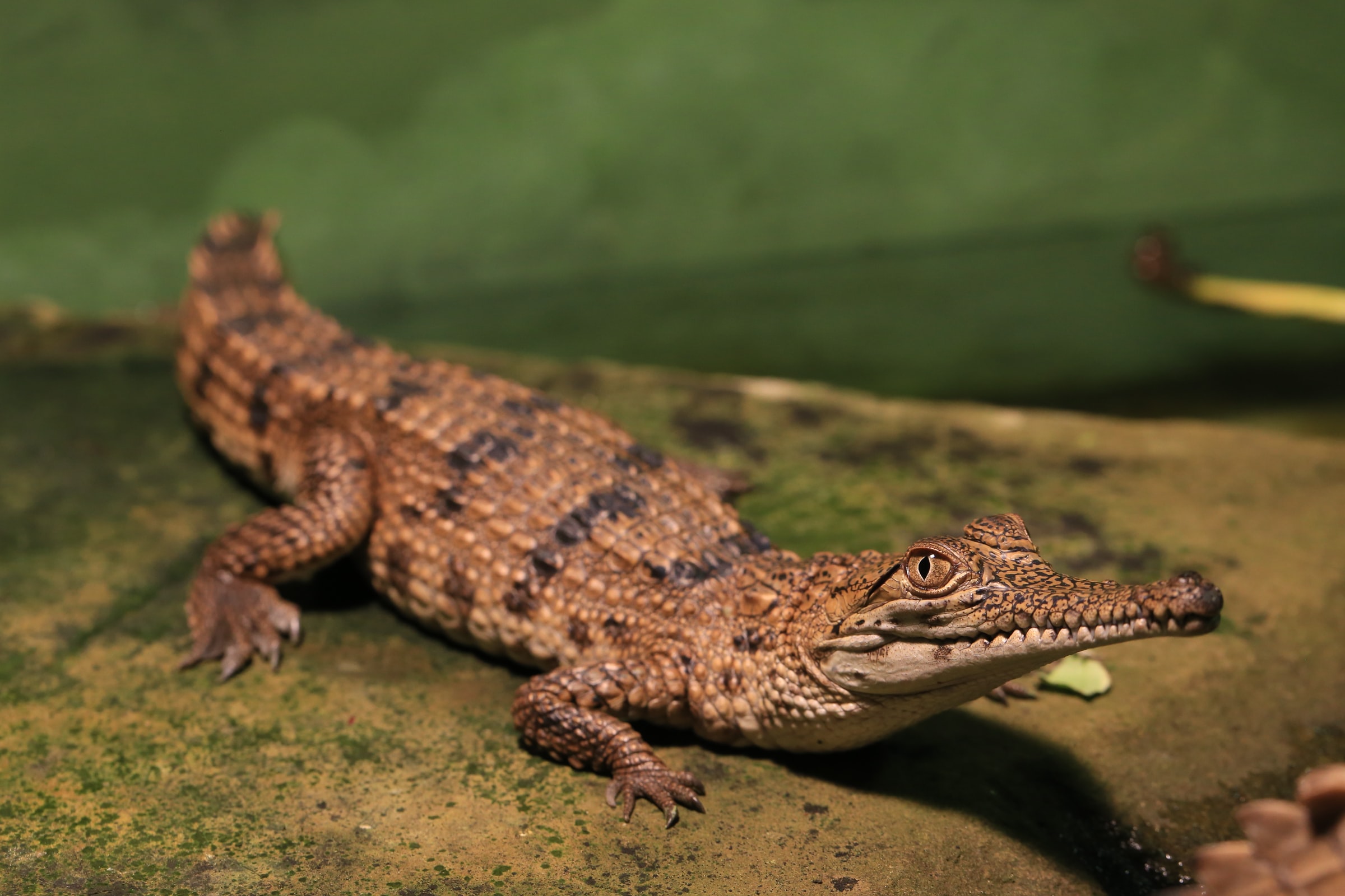 "How Doth the Little Crocodile": A poem by Lewis Carroll