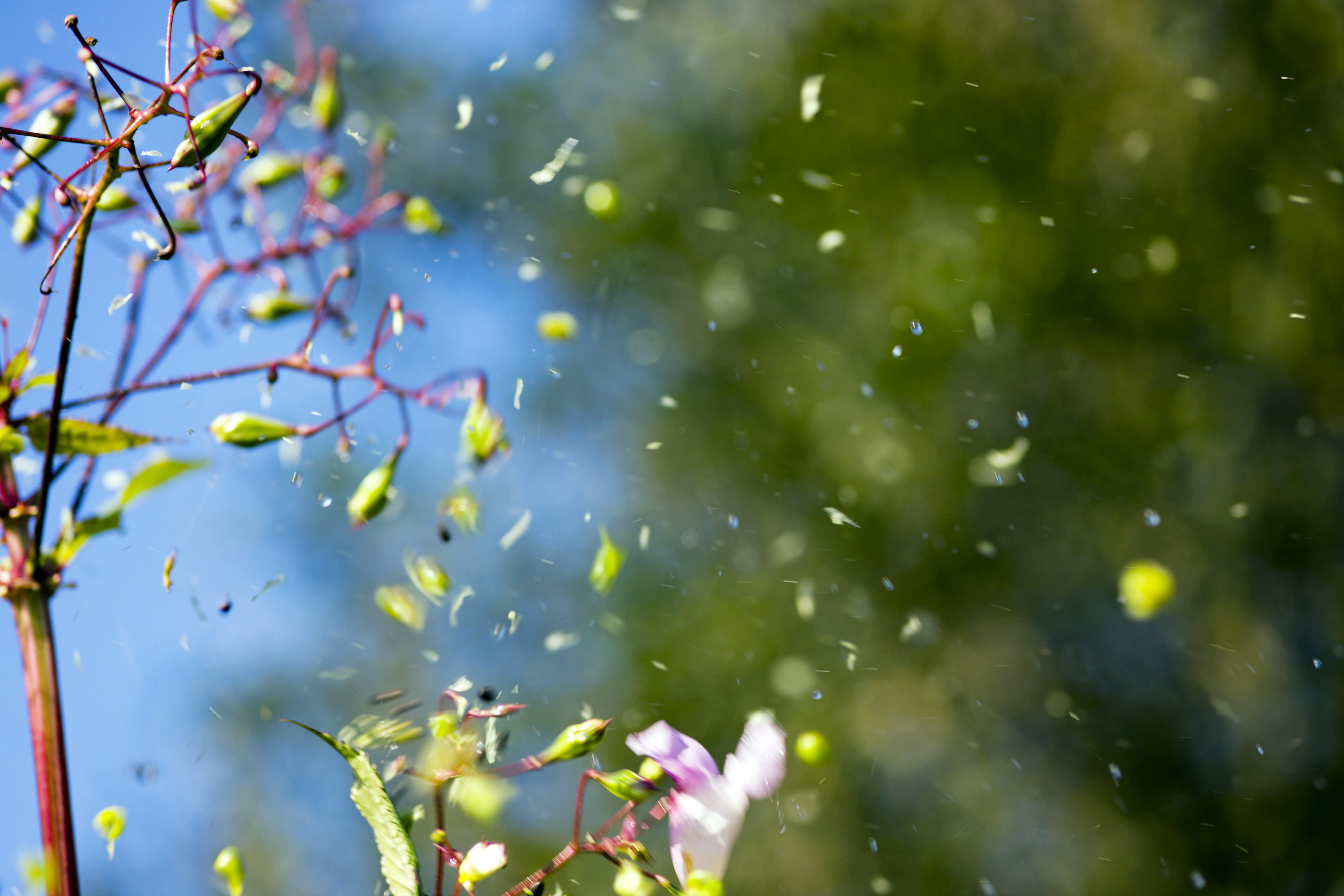 How plants spread their seeds