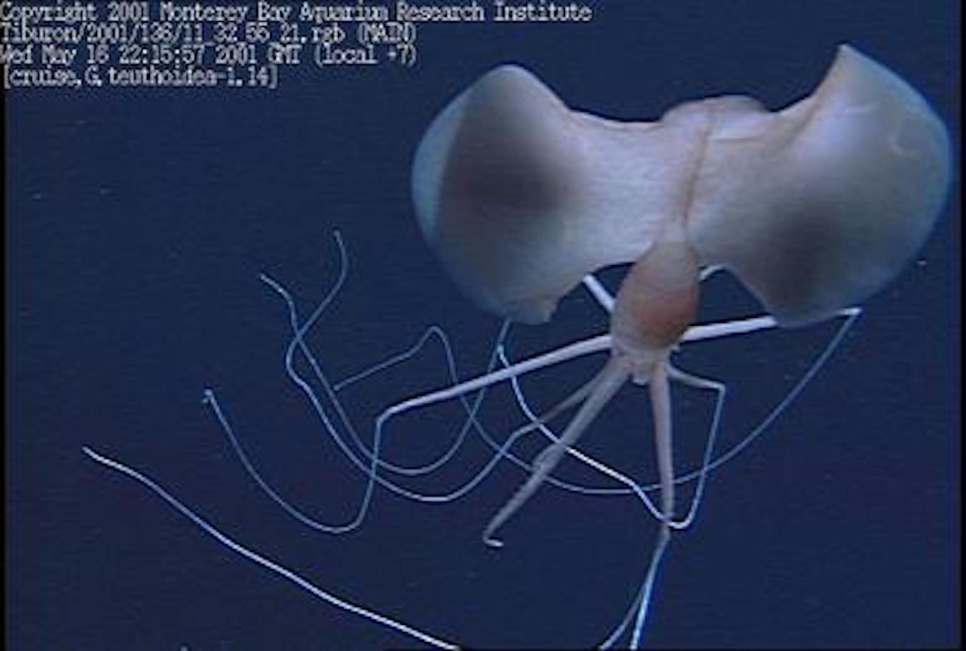 Scientists spot a cluster of bigfin squids in Australian waters for the ...