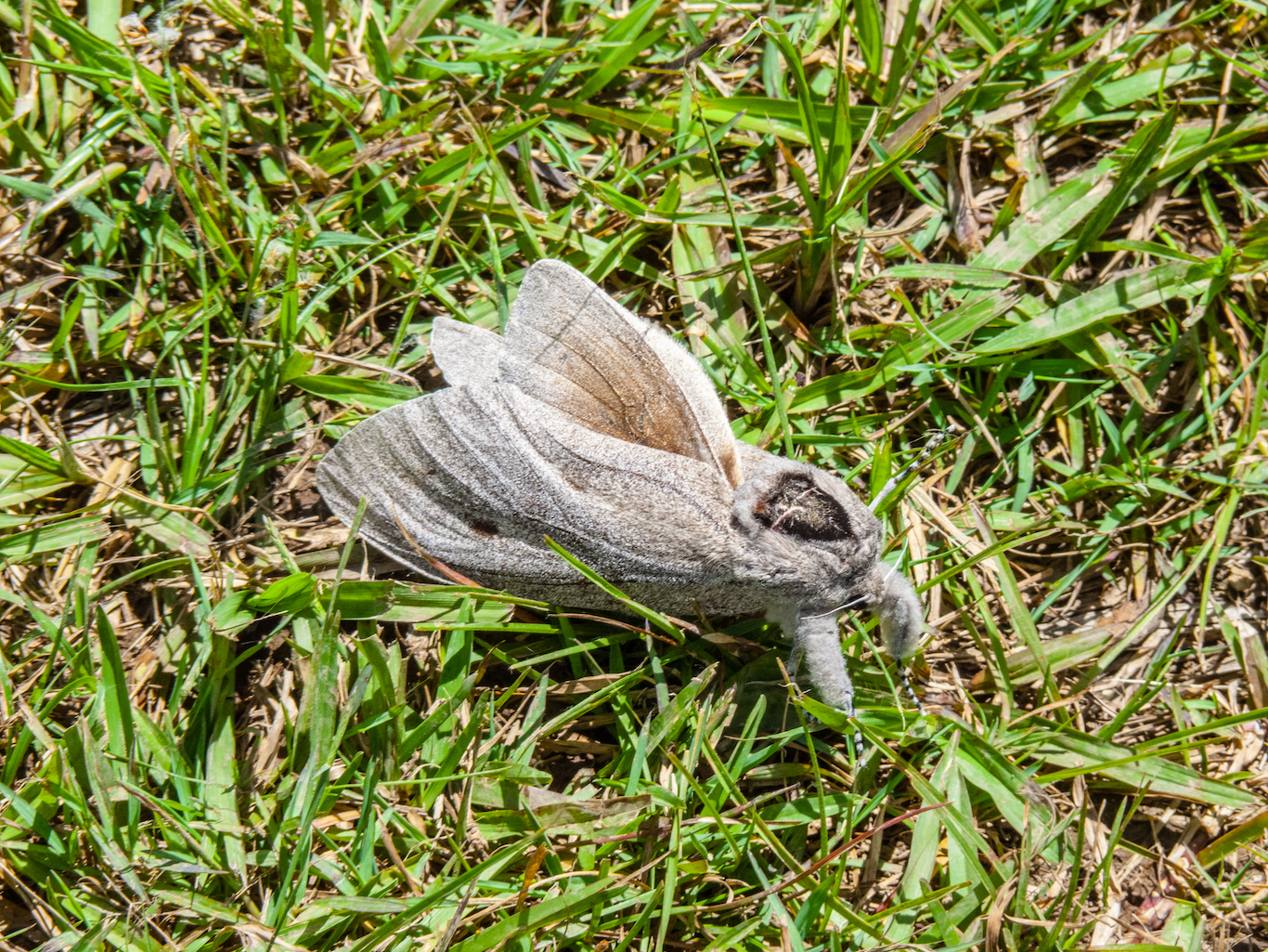Heavy Insect Giant wood moth: