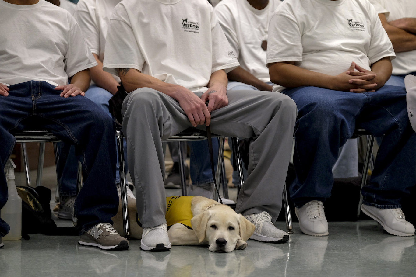 Newsela Psychiatric service dogs trained by inmates help veterans